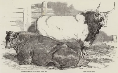 Preisrinder auf der Ausstellung der Royal Agricultural Society in Windsor