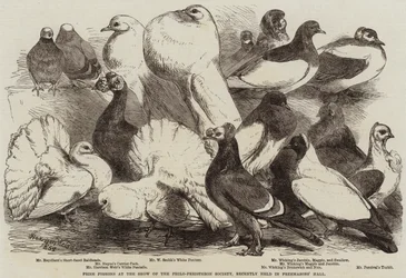 Preisgekrönte Tauben auf der Ausstellung der Philo-Peristeron-Gesellschaft, kürzlich in der Freemasons