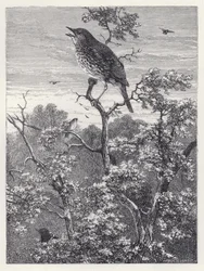 Das Konzert der Vögel