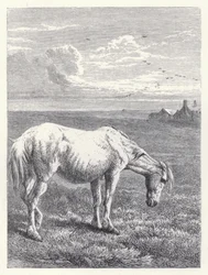 Das alte Pferd
