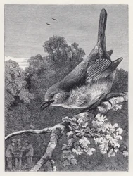 Der Robin beobachtet die Jungen mit dem Nest (Stich)
