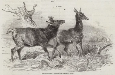 Die königlichen Hirsche, Waldmann und Bauernruhm