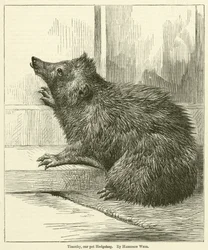 Timothy, unser Haustier-Igel
