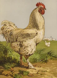 Weißer Cochin-Hahn (Chromolithografie)