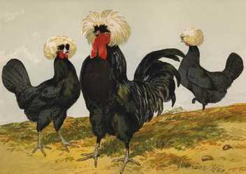 Weißgekrönte schwarze Polnische