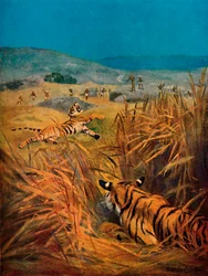 Tiger - Der Schrecken der indischen Dörfer, 1913