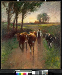 Kühe zur Weide treiben