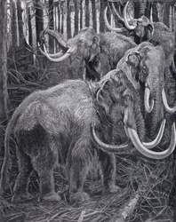 Mammuts
