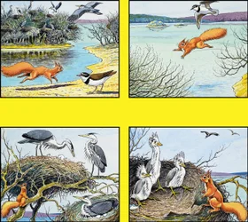 Kleines rotes Eichhörnchen
