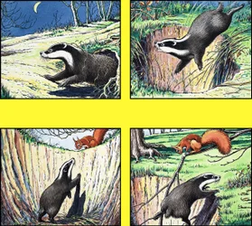 Kleines rotes Eichhörnchen