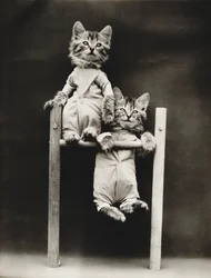 Kitties Serie: Übung, ca. 1914
