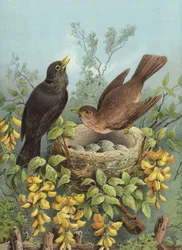 Amsel