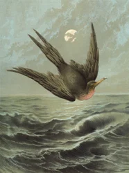 Fregattvogel