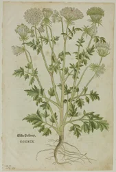 Blatt aus dem Neuen Kräuterbuch von Leonhart Fuchs, Tafel 97 aus Holzschnitte aus Büchern des XVI. Jahrhunderts