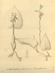 Diese Datei stammt aus der Biodiversity Heritage Library und ist online verfügbar unter biodiversitylibrary.org/page/696488