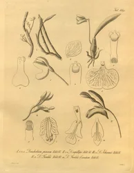 Diese Datei stammt aus der Biodiversity Heritage Library und ist online verfügbar unter biodiversitylibrary.org/page/698365