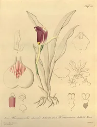 Diese Datei stammt aus der Biodiversity Heritage Library und ist online verfügbar unter biodiversitylibrary.org/page/696493
