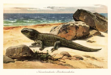 Gefährdete Tuatara, Sphenodon punctatus, am Ufer