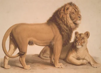Der Löwe / Felis Leo