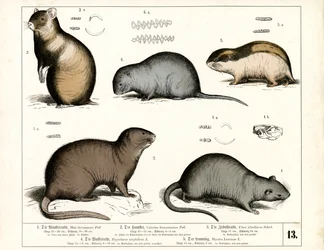 Europäische Nagetiere: Ratten und Wühlmäuse