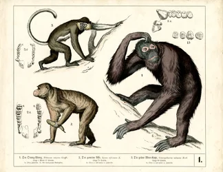 Große Menschenaffen: Orang-Utan, Schimpanse und Meerkatze