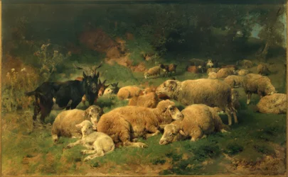 Ruhende Schafe am Waldrand