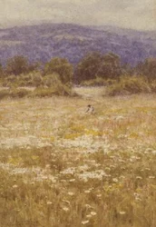 Sommerblumen