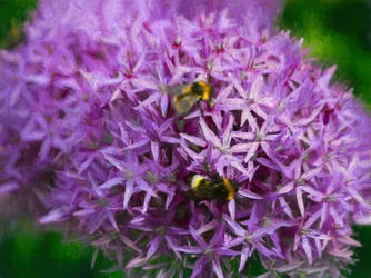 Bienen in den Aliums, 2018
