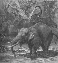 Indische Elefanten beim Baden
