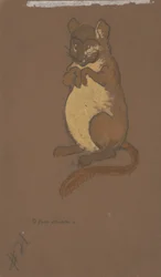 Siebenschläfer (Kostümentwurf für Alice im Wunderland, 1915)