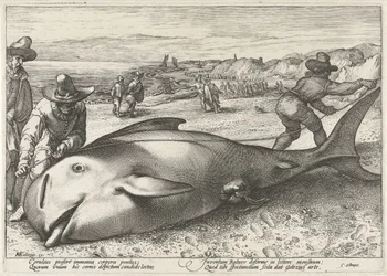 Gestrandeter Grindwal am Strand bei Zandvoort, 1594