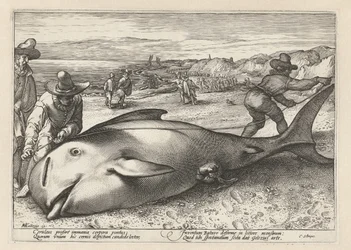 Zwei Männer messen einen gestrandeten Wal