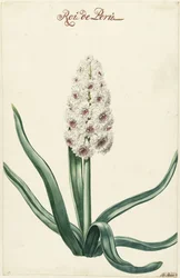 Weiße Hyazinthe