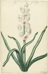 Weiße Hyazinthe