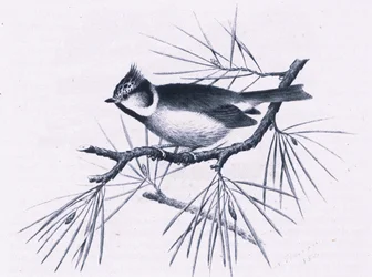 Schottische Haubenmeisen, Natur in Großbritannien veröffentlicht von Collins, 1946