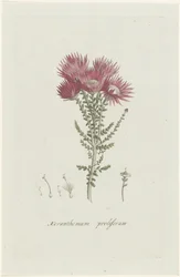 Phaenocoma prolifera