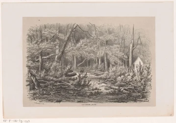 Umgestürzte Bäume an der Jacobalaan nach dem Sturm vom 28. Mai 1860