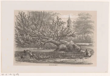 Umgestürzter Baum bei der Koekamp, nach dem Sturm vom 28. Mai 1860