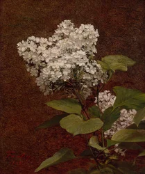 Weiße Flieder