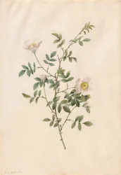 Heckenrose oder Hundsrose Rosa Sepium Rosea, 1817-1824