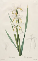 Goldband-Iris, 1812