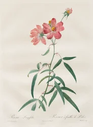 Die Rosen: Rosa Longifolia, 1817-1824