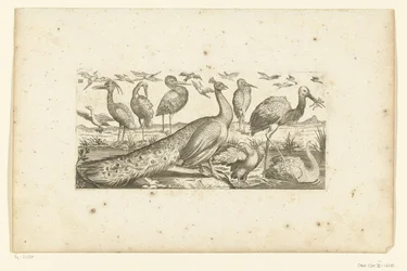 Neunzehn Vögel