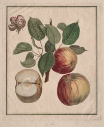 Apfel mit Blatt und Blüten