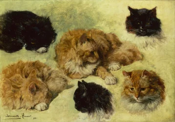 Studien von Katzen