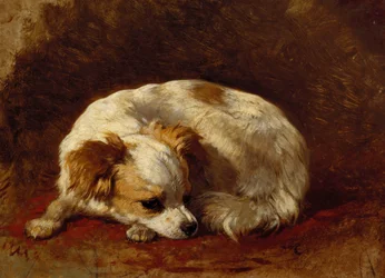 Ein Papillon