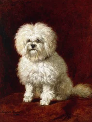 Ein Pudel