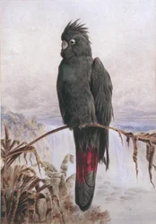 Australischer Rotschwanz-Rabenkakadu