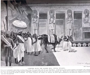 Kambyses tötet den heiligen Stier, Illustration aus 