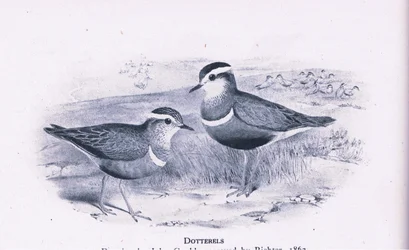 Mornellregenpfeifer, Natur in Großbritannien veröffentlicht von Collins, 1946